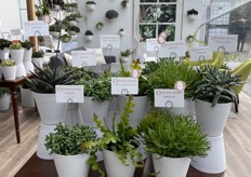 Some varieties that are part of the "Welcome to the Jungle" series.